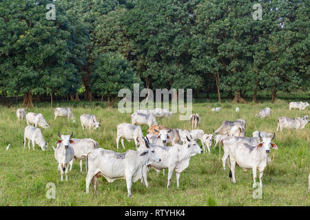 Cebu Rinder, weiße Tiere meist auf grünen Weiden, auf haciendas der Ecuadorianischen Küste Stockfoto