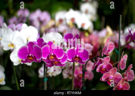 In der Nähe der schöne kleine Orchideen in verschiedenen Farben mit unscharfen Blumen auf den Hintergrund, die Feder Konzept Stockfoto