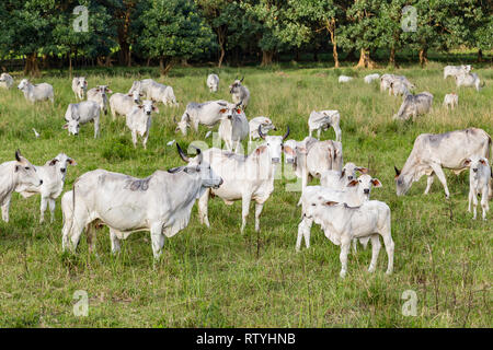 Cebu Rinder, weiße Tiere meist auf grünen Weiden, auf haciendas der Ecuadorianischen Küste Stockfoto