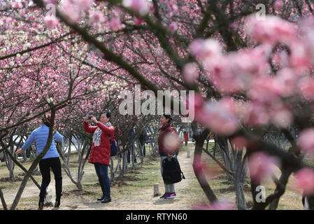 Xiangyang, Hubei Provinz Chinas. 3 Mär, 2019. Touristen genießen selbst in einem Park in Gaoxin Bezirk Xiangyang Stadt, die Zentrale China Provinz Hubei, 3. März 2019. Leute gehen außerhalb der Landschaft von Blumen in der Blüte, wenn die Temperatur steigt in vielen Teilen Chinas im frühen Frühling genießen. Credit: Yang Dong/Xinhua/Alamy leben Nachrichten Stockfoto