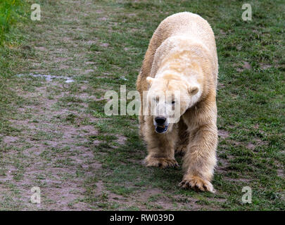 Polar Bear bei Yorkshire Wildlife Park Stockfoto