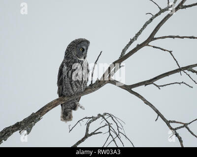 Bartkauz hocken auf einem Ast Vermessung das Feld in gefrierenden Regen, Ottawa, Kanada Stockfoto