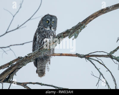 Bartkauz hocken auf einem Ast Vermessung das Feld in gefrierenden Regen, Ottawa, Kanada Stockfoto