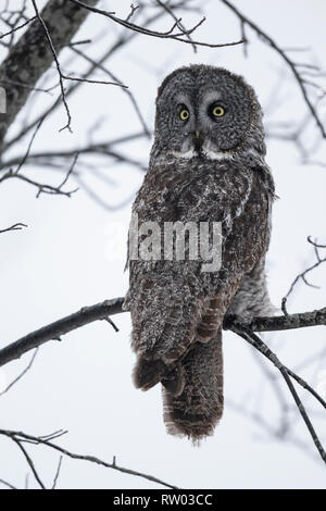 Bartkauz hocken auf einem Ast Vermessung das Feld in gefrierenden Regen, Ottawa, Kanada Stockfoto