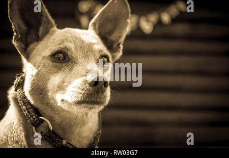 Hunderasse Zwergpinscher auf die Natur im Park im Sommer close-up. Schwarze und weiße alten Grunge vintage Foto. Stockfoto