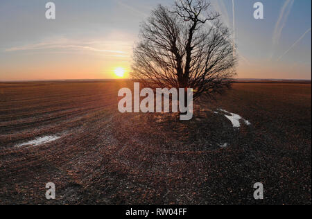 Big Lone Oak Tree bei Sonnenuntergang in einem landwirtschaftlichen Gebiet Stockfoto