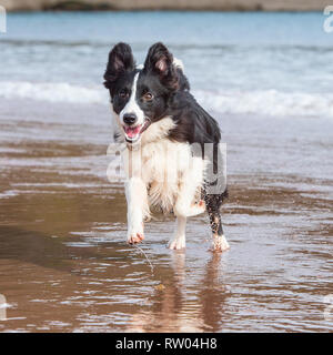Border-collie Stockfoto