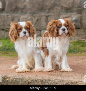 Cavalier King Charles spaniel Stockfoto