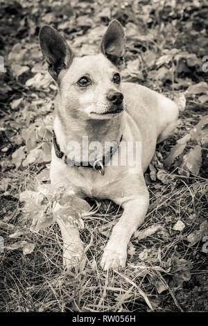 Hunderasse Zwergpinscher auf die Natur im Park im Sommer close-up. Schwarze und weiße alten Grunge vintage Foto. Stockfoto