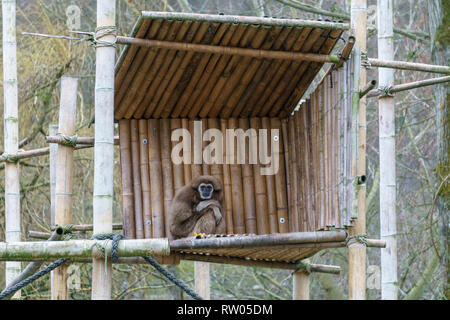 Gibbon sitzen auf einer hölzernen Plattform Stockfoto