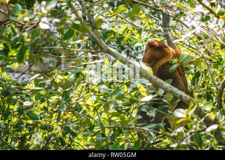 SARAWAK/MALAYSIA/JUNI 2014: Endemische Rüssel Affe im Bako Nationalpark Stockfoto