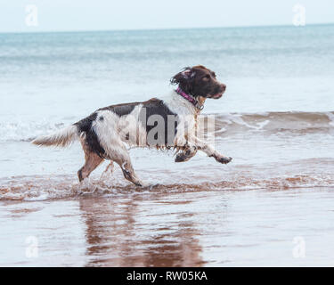 English Springer Spaniel hund am Strand Stockfoto