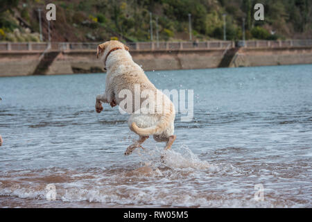 Labrador Hund spielen im Meer Stockfoto