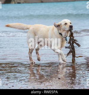 Labrador Retriever, Gelb, im Meer Stockfoto