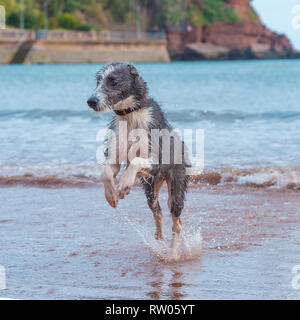 Lurcher Stockfoto
