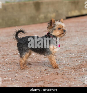 Yorkshire-terrier Stockfoto