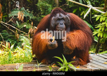 BORNEO / Sarawak/Malaysia/JUNI 2014: Orang-utans im Semenggoh Nature Reserve Stockfoto