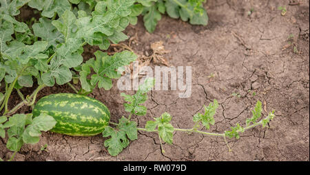 Junge Triebe von Wassermelonen auf dem offenen Feld auf dem Bauernhof Feld. Wachsende Bio Gemüse auf dem Bauernhof. Stockfoto