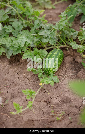 Junge Triebe von Wassermelonen auf dem offenen Feld auf dem Bauernhof Feld. Wachsende Bio Gemüse auf dem Bauernhof. Stockfoto