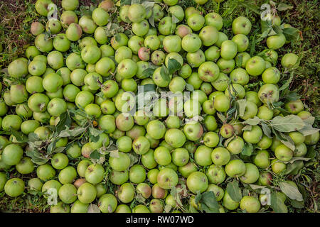 Die Qual grüne Äpfel liegen auf dem Boden zwischen den Blättern im Garten. Schäden Schädlinge zu beschneiden. Stockfoto