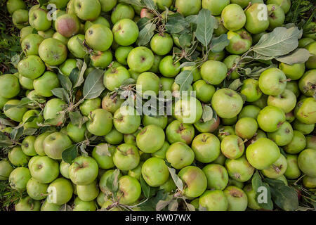 Die Qual grüne Äpfel liegen auf dem Boden zwischen den Blättern im Garten. Schäden Schädlinge zu beschneiden. Stockfoto