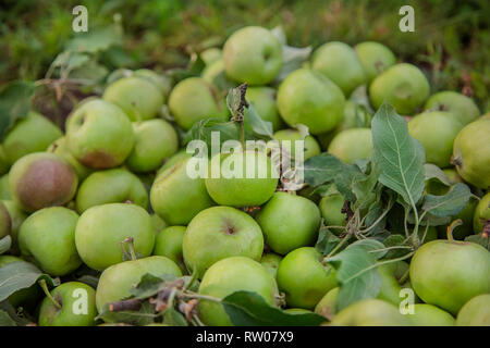 Die Qual grüne Äpfel liegen auf dem Boden zwischen den Blättern im Garten. Schäden Schädlinge zu beschneiden. Stockfoto