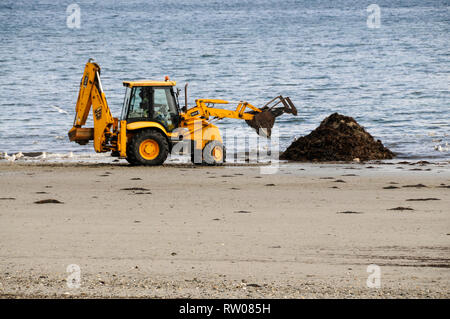 Ein Traktor Stützung Algen ist an der Küste am Strand in Douglas, der Hauptstadt der Insel auf der Isle of Man, Großbritannien. Das Seegras ist dann Stockfoto