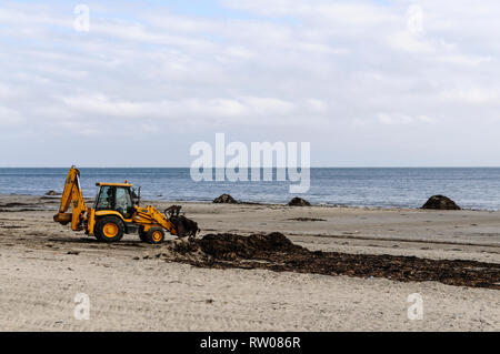 Ein Traktor Stützung Algen ist an der Küste am Strand in Douglas, der Hauptstadt der Insel auf der Isle of Man, Großbritannien. Das Seegras ist dann Stockfoto