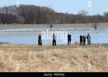 Quebec, Kanada. Menschen beobachten Schnee Gänse am Lac Saint-Pierre Ramsar-gebiet in Saint Barthelemy Stockfoto