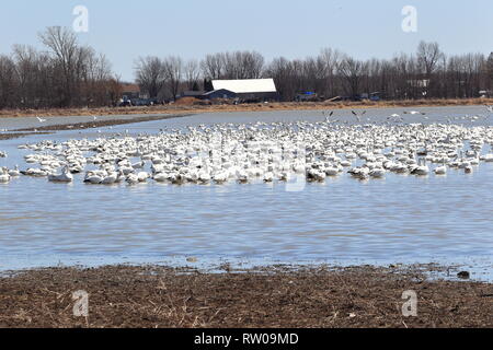 Quebec, Kanada. Schnee Gänse ruhen auf Ramsar-gebiet in Saint-Barthelemy während ihrer Frühling Migration Norden. Stockfoto