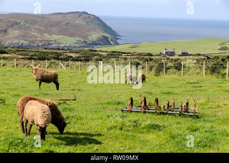 Eine kleine Herde von Manx Loaghtan Mutterschafe, eine seltene Rasse der Schafe, die für die Insel Man bei einem Bauernhof an der National Folk Museum in einem kleinen Weiler o Stockfoto