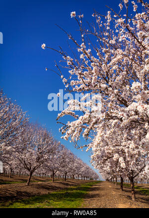 Ein wunderschönes und farbenfrohes Cherry Orchard in Blüte, in der Nähe von Cordoba, Andalusien, Spanien. Spanien ist der zweitgrößte Produzent von Kirschen in Europa und Th Stockfoto