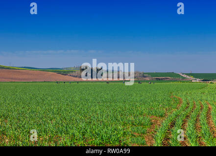 Der frühe Frühling mit einer Linie der Landarbeiter tendenziell Ernten in die Felder in der Nähe von Cordoba, Andalusien, Spanien Stockfoto