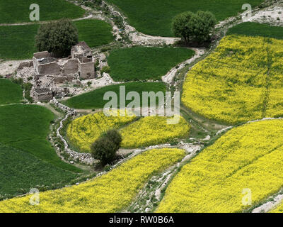 Grüne Bäume mit runden Kronen auf dem hintergrund der grünen und gelben Felder. Stockfoto