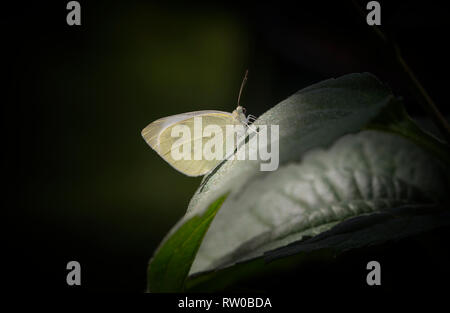 Kohlweißling Pieris rapae - ruht auf einem Blatt, auf einen dunkelgrünen Hintergrund Stockfoto