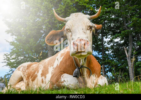 Große braune Kuh mit einer Glocke um den Hals auf dem Gras hinter den Bäumen mit viel lästige Fliegen auf der Nase Stockfoto