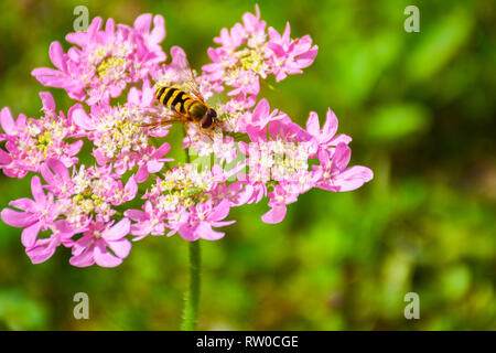 Wasp landete auf einer rosa Rose und Fütterung auf süßen Nektar Stockfoto