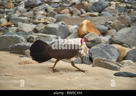 Australische Bürste Türkei Wandern am Strand von Noosa Heads, Sunshine Coast, Queensland, Australien Stockfoto