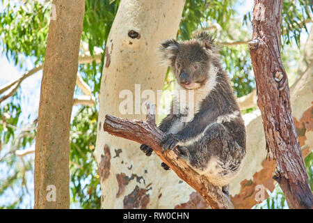 Koala Entspannen auf einem Baum an yanchep Koala Boardwalk, West Australia, Australien Stockfoto