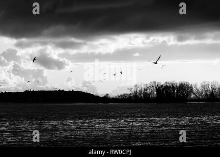 Vögel fliegen über den Trasimenischen See Stockfoto