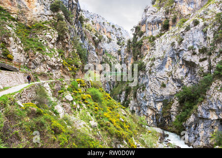 Wanderweg (Cares Trail oder Ruta del Cares) entlang des Flusses Cares in trüben Feder (in der Nähe von Kain), Picos de Europa National Park in der Provinz Leon, Spai Stockfoto