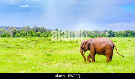 Blick auf Elefanten in Kaudulla National Park, Sri Lanka Stockfoto