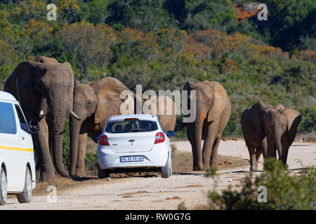 Afrikanischen Busch Elefanten (Loxodonta africana), Herde mit Kälbern wandern, touristische Autos gestoppt auf der Seite einer Schotterstraße, Addo Elephant National Park, E Stockfoto