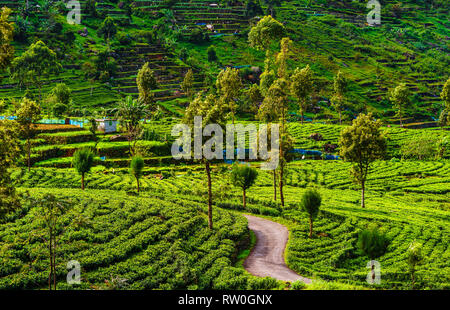 Blick auf Teeplantage neben Haputale, Sri Lanka Stockfoto