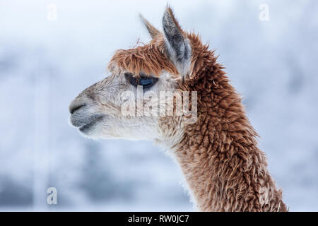 Alpaka Profil. Braun und Kaffee Farbe Alpaka im Profil. Stockfoto