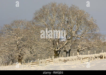 Verschneite Bäume in einem Feld in England im Winter. Grauer Himmel, aber das Sonnenlicht auf den Ästen und Feld im Schnee Stockfoto