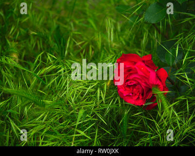 Große rote Rose in Grün plantery eingeschlossen. Lebendige Frühling Bild. Stockfoto