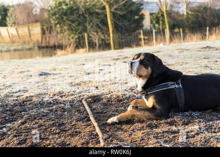 Mehr Swiss Mountain dog auf einen Befehl warten, von seinem Trainer an einem Wintertag Stockfoto