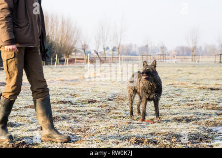 Niederländische Wire-haired Schäferhund auf einen Befehl warten, von Trainer an einem Wintertag Stockfoto