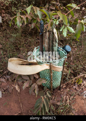 Mato Grosso, Brasilien. Ein traditionelles Kayapo design Korb, sondern aus Kunststoff Binding tape, steht auf dem Boden des Regenwaldes mit KUMARU (Dipterix odorata, Tonkabohnen) und Längen von Arzneimitteln Rebsorten aus dem Wald. Stockfoto